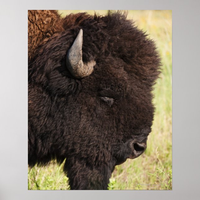 Póster American Bison, Dakota do Sul (Frente)