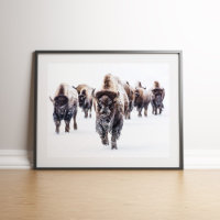 American Bison Herd em Snow Wall art
