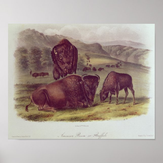 Poster American Bison ou Buffalo (Frente)
