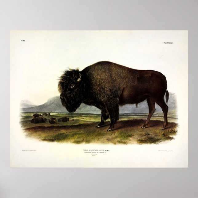 Poster American Bison, ou Buffalo (Bison bison) - Audubon (Frente)