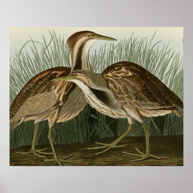 Póster American Bittern (Frente)