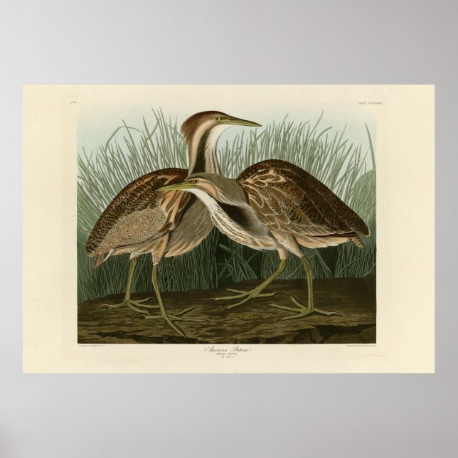 Poster American Bittern - das Aves da América de Audubon (Frente)