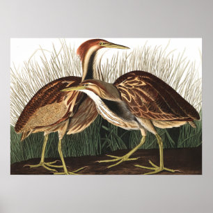 Poster American Bittern por John James Audubon