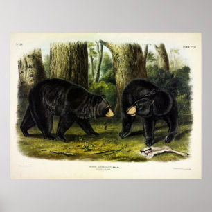 Poster American Black Bear (Ursus Americanus), por Audubo