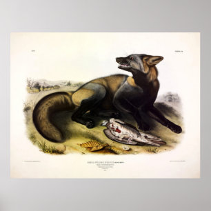 Poster American Cross-Fox (Vulpes vulpes) por Audubon