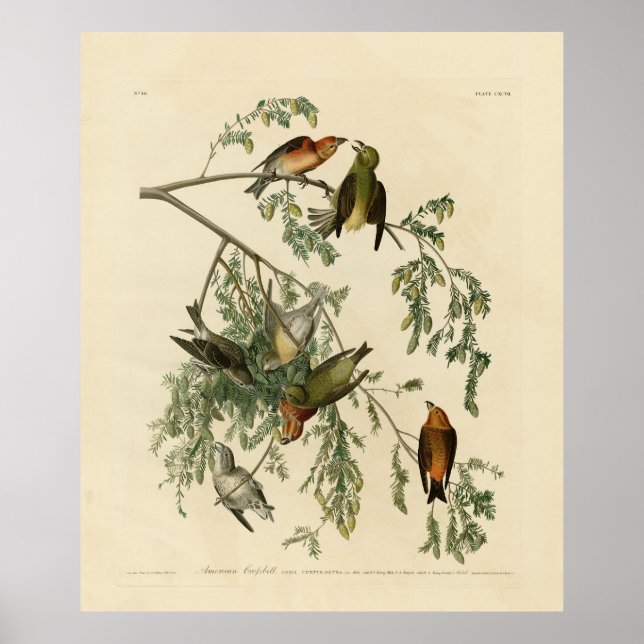 Poster American Crossbill of the Audubon's Birds of Ameri (Frente)
