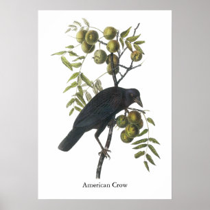 Póster American Crow, John James Audubon