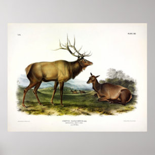 Poster American Elk, ou Wapiti Deer by Audubon