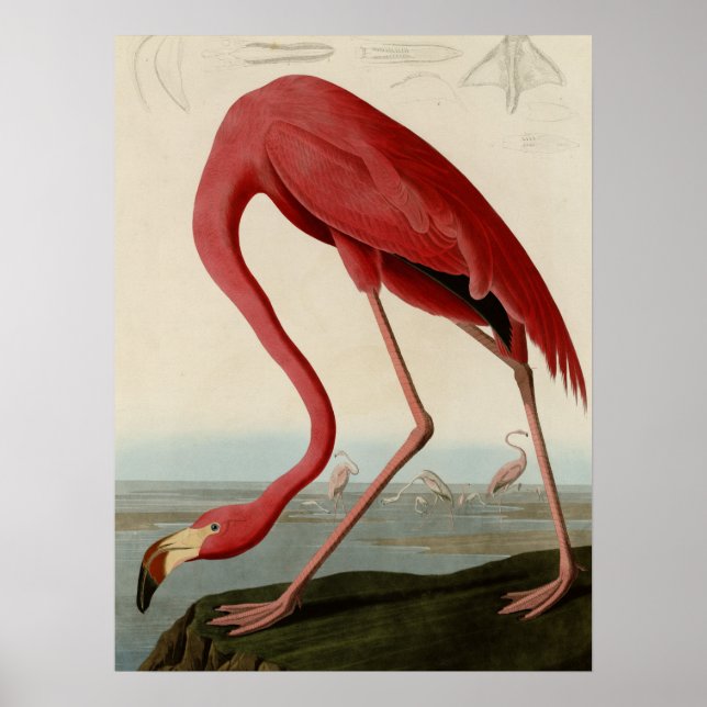 Poster American Flamingo (Frente)