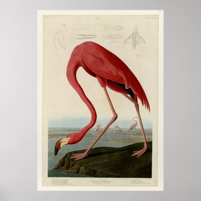 Póster American Flamingo (Frente)
