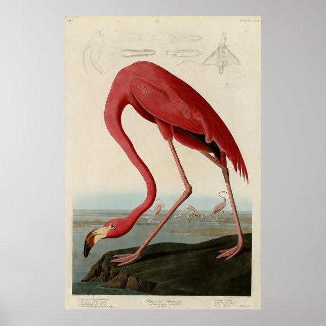 Poster American Flamingo, das Aves da América de Audubon (Frente)