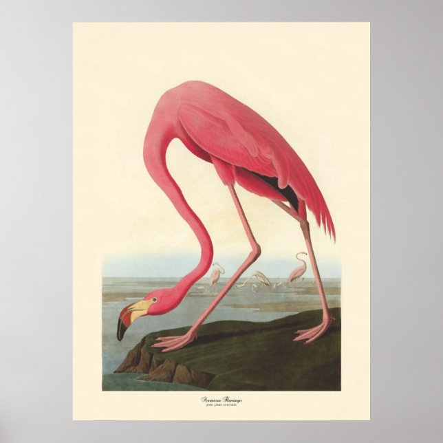 Poster American Flamingo | John James Audubon (Frente)