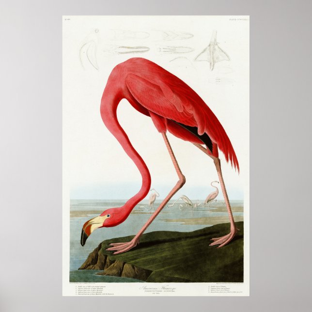 Poster American Flamingo, por John James Audubon (Frente)