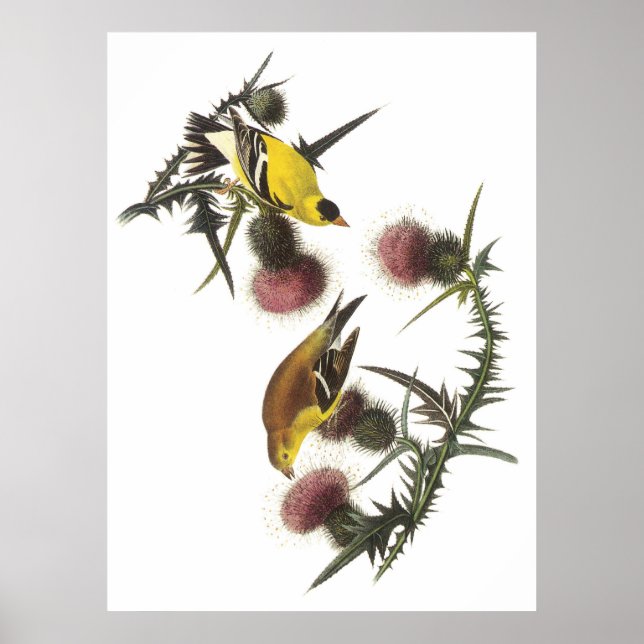 Póster American Goldfinch (Frente)