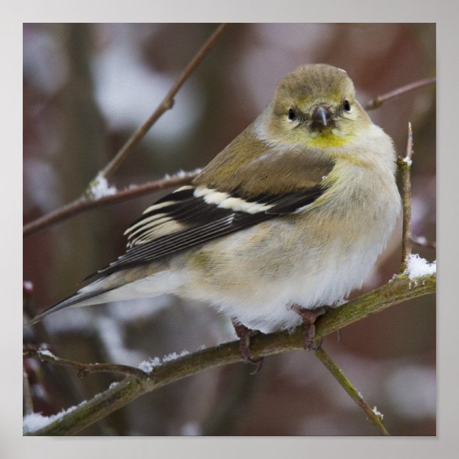 Poster American Goldfinch (Frente)