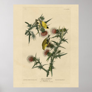 Poster American Goldfinch das "Birds of America" de Audub