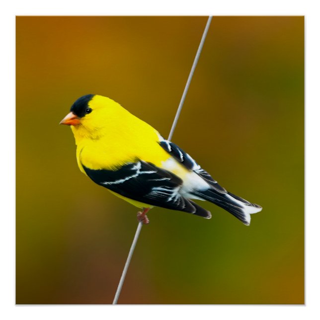 Póster American Goldfinch - Fotografia original (Frente)