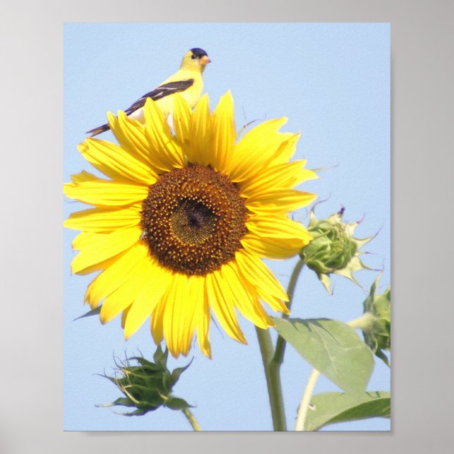 Poster American Goldfinch sobre Sunflower (Frente)