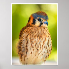 Poster American Kestrel Falcon Portrait Wildlife Print