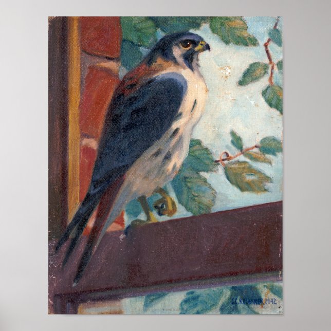 Poster American Kestrel - Kulhanek Wildlife (1942) (Frente)