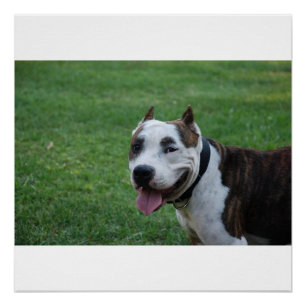 Póster american pit bull terrier sorrindo