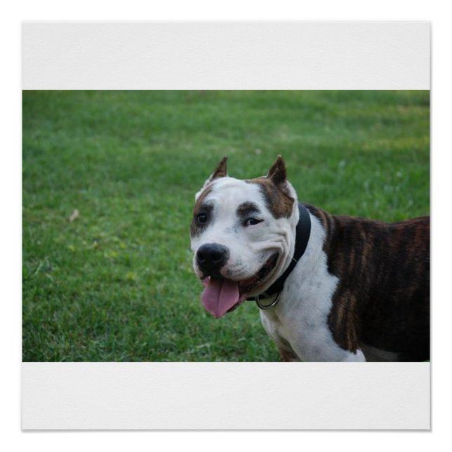 Póster american pit bull terrier sorrindo (Frente)