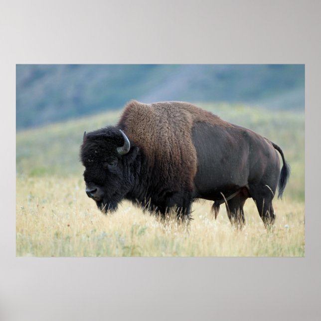 Poster American Plains Bison (Frente)