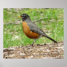 Poster American Robin