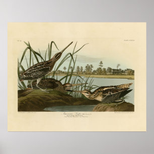 Poster American Snipe (Wilson) Berços da América de Audub