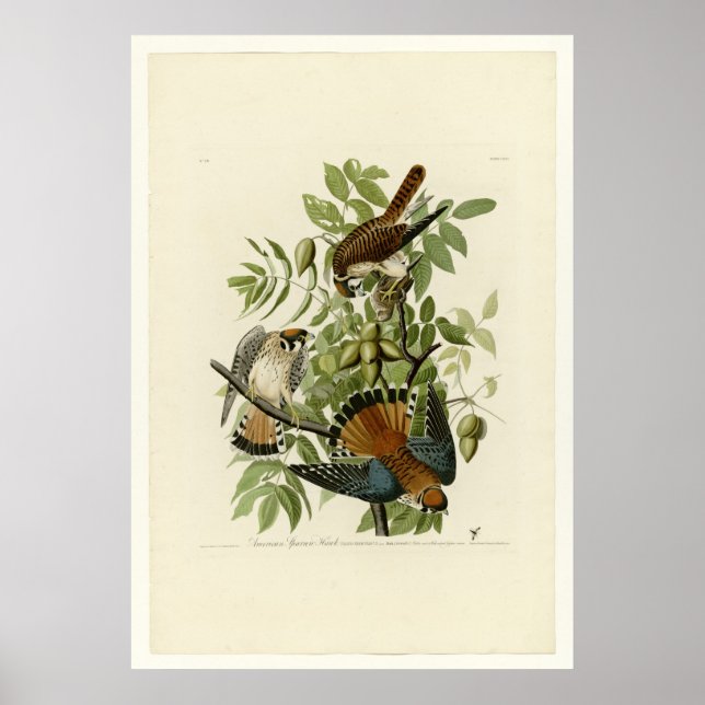Poster American Sparrow Hawk (Frente)
