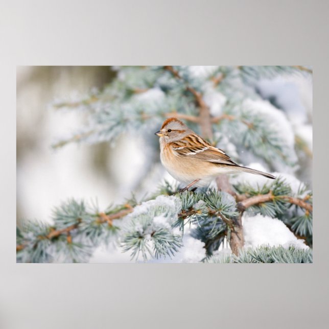 Póster American Tree Sparrow no inverno (Frente)
