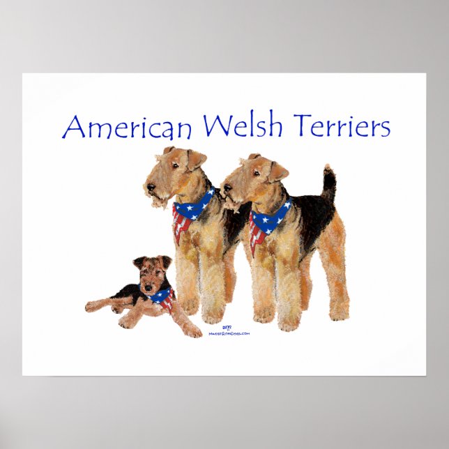 Poster American Welsh Terriers (Frente)