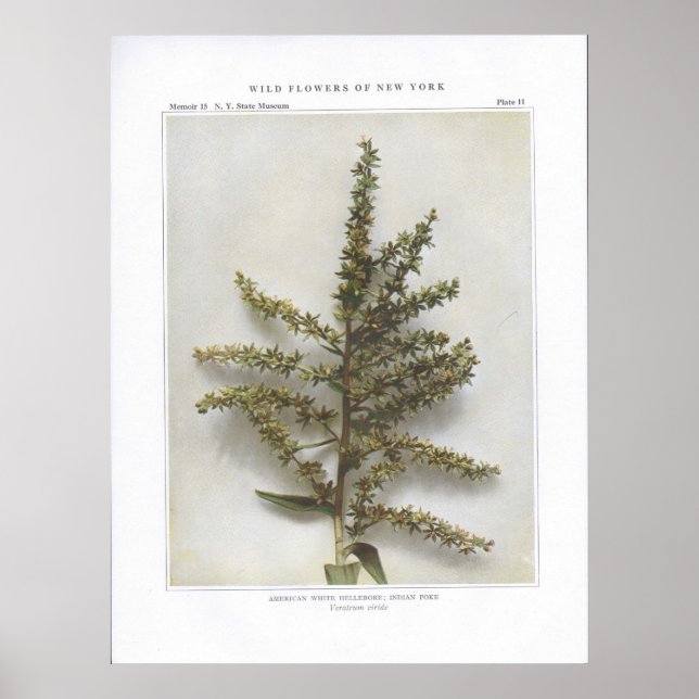 Póster American White Hellebore; Indian Poke (Frente)