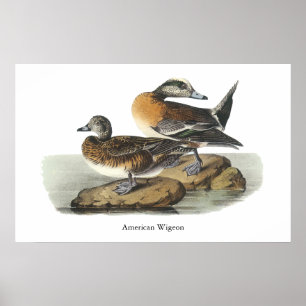 Póster American Wigeon, John Audubon