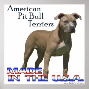 Poster americano de Terrier (APBT) de pitbull