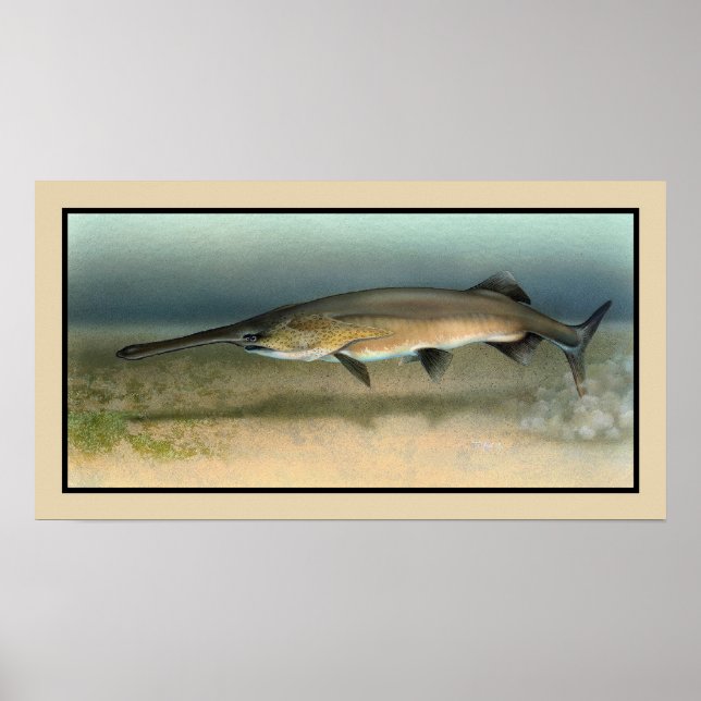 Póster Americano (Mississippi) Paddlefish (Frente)