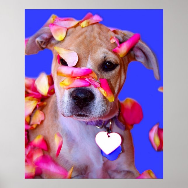 Póster Americano Staffordshire Terrier Boxer Mix Puppy Do (Frente)