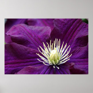 Póster Ametyst Clematis