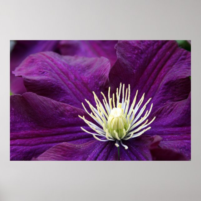 Póster Ametyst Clematis (Frente)