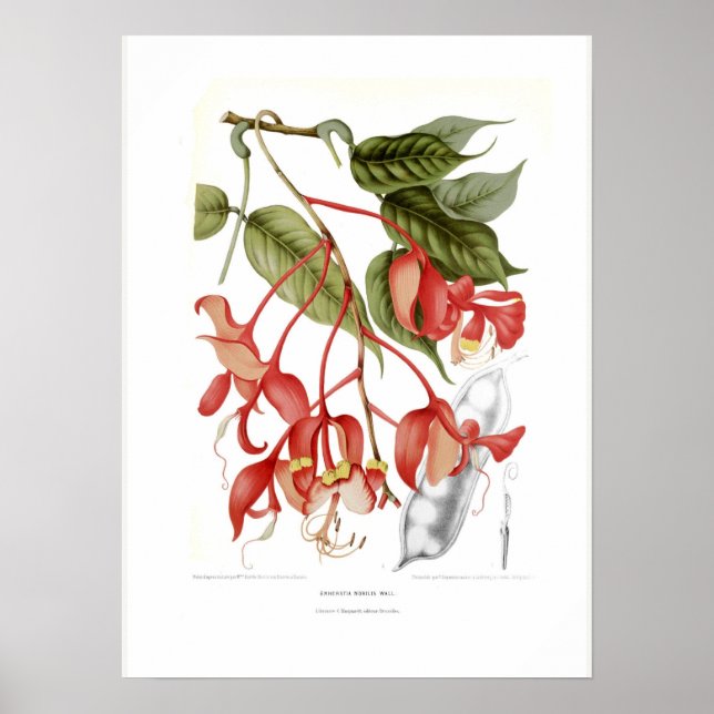 Póster Amherstia nobilis (Frente)