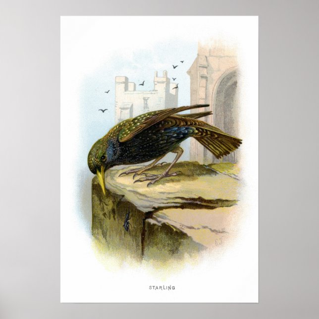 Poster Amido (Frente)