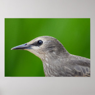 Poster Amido comum/europeu