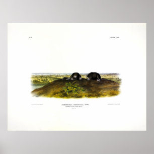 Poster Amido de nariz comum (Condylura Cristata) Audubon