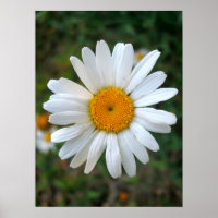 Amigável Daisy