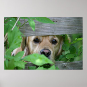 Poster Amigo