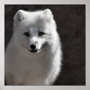 Póster Amigo Ártico