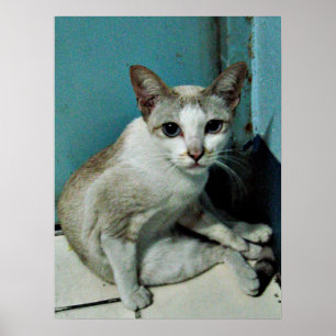 Póster Amigo de Gato Siamês