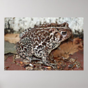 Póster Amigo ou sapo