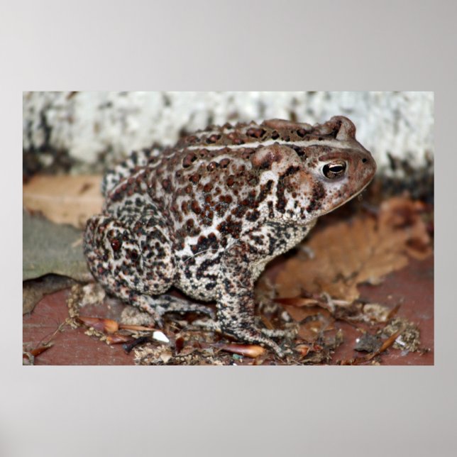 Póster Amigo ou Sapo (Frente)