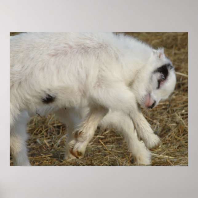 Poster Amigo Plays (Frente)